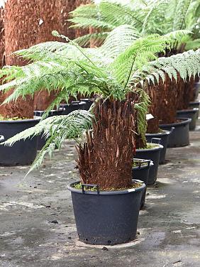 Диксония антарктическая многоствольная Диксония антарктическая многоствольная