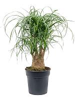 Нолина (Бокарнея отогнутая) разветвленная H50 D21 см