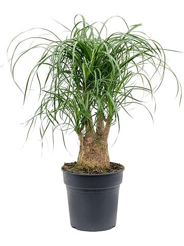 Нолина (Бокарнея отогнутая) разветвленная Нолина (Бокарнея отогнутая) разветвленная