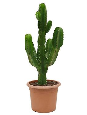 Молочай великий (Эуфорбия Ингенс)