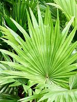 Ливистона Ротундифолия круглолистная H60 D17 см