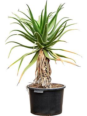 Алоэ Ферокс устрашающее Алоэ Ферокс устрашающее