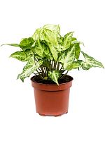 Сингониум Эрроу H25 D12 см