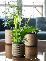 Кашпо Bernt pot shiny gold D9 H8 см