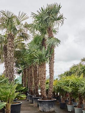 Трахикарпус Форчуна многоствольный