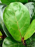 Фикус Лирата бамбино H25 D12 см