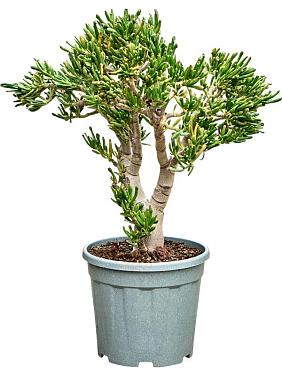 Крассула Овата Хоббит Крассула Овата Хоббит