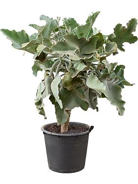 Каланхоэ Бехарское Каланхоэ Бехарское