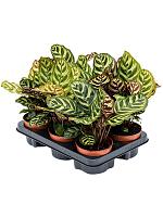 Калатея Макояна (Макоя) H30 D12 см