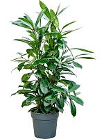 Фикус Циатистипула H110 D30 см
