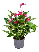 Антуриум Андрианум Сирано сиреневый H40 D12 см