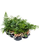 Даваллия Хумата Таермани H25 D12 см