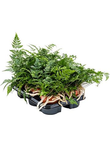 Даваллия Хумата Таермани Даваллия Хумата Таермани