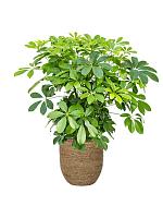 Кашпо Bohemian cody m straw grass D27 H26 см Кашпо Bohemian cody m straw grass D27 H26 см