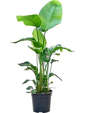 Стрелиция Николая Стрелиция Николая