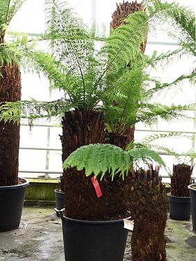 Диксония антарктическая многоствольная Диксония антарктическая многоствольная