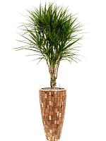 Драцена Маргината окаймленная разветвленная H140 D27 см