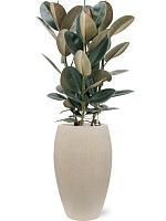 Фикус Эластика Абиджан H115 D30 см Фикус Эластика Абиджан H115 D30 см