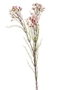 Хамелациум розовый искусственный