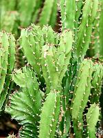 Молочай трехгранный (Эуфорбия Триангулярис) H25 D20 см