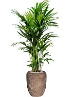 Ховея Форстера H150 D27 см