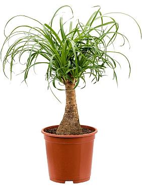 Нолина (Бокарнея отогнутая) Нолина (Бокарнея отогнутая)