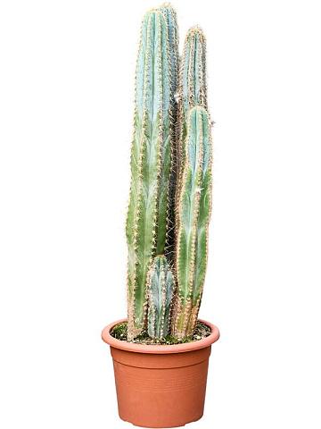 Пилозоцереус Лазурный  