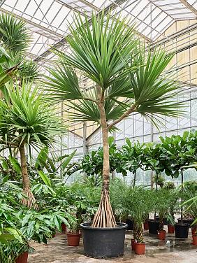 Панданус винтовой (Винтовая пальма)