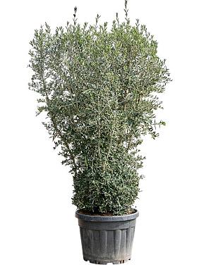 Оливковое дерево (Олива европейская)