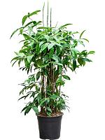 Драцена Суркулоза (Годсефа) H100 D24 см