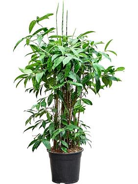 Драцена Суркулоза (Годсефа) Драцена Суркулоза (Годсефа)