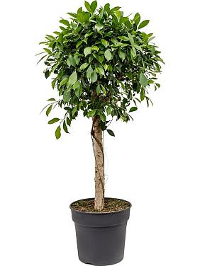 Фикус Микрокарпа Нитида