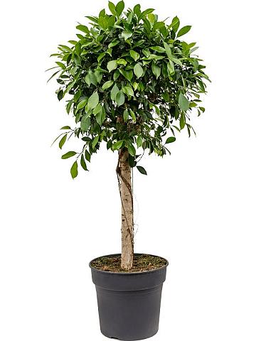 Фикус Микрокарпа Нитида Фикус Микрокарпа Нитида