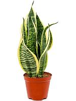 Сансевиерия Футура Суперба H35 D12 см