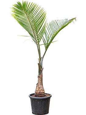 Гиофорба бутылочная