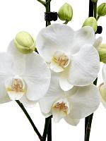 Фаленопсис Krystina 2 ствола H65 D12 см