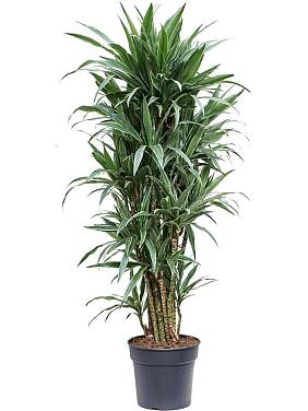 Драцена Деремская Варнески разветвленная Драцена Деремская Варнески разветвленная