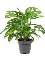 Монстера Обликва H35 D12 см