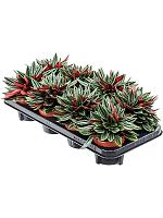 Пеперомия Каперата Россо H20 D11 см