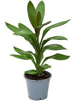 Кордилина Фрутикоза Глаука H35 D12 см