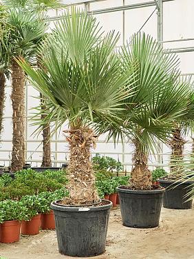 Тритринакс Бразильский