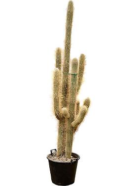 Эспостоа Шерстистая