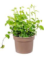 Фикус Пумила Уайт Санни H15 D9 см