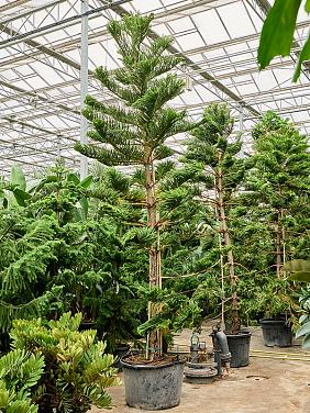 Араукария разнолистная Хетерофилла