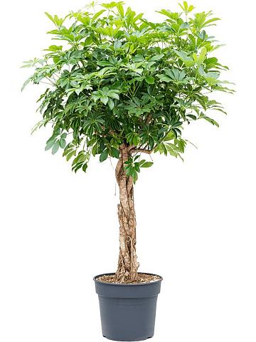 Шеффлера Компакта переплетенная