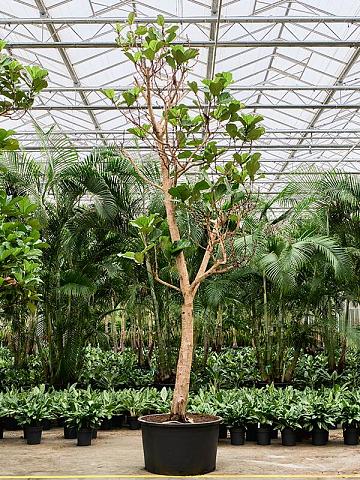 Фикус Лирата разветвленный