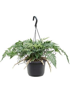 Даваллия Хумата Таермани ампельная Даваллия Хумата Таермани ампельная