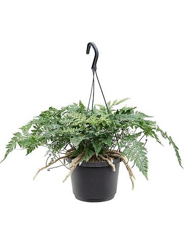 Даваллия Хумата Таермани ампельная Даваллия Хумата Таермани ампельная