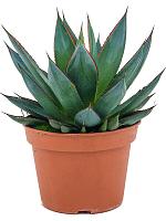 Агава Шака Зулу зеленая H25 D15 см