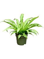 Асплениум Антикум H50 D21 см